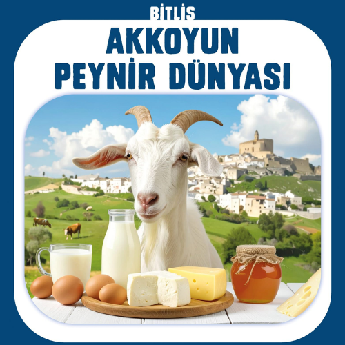 Akkoyun Peynir Dünyası Logo